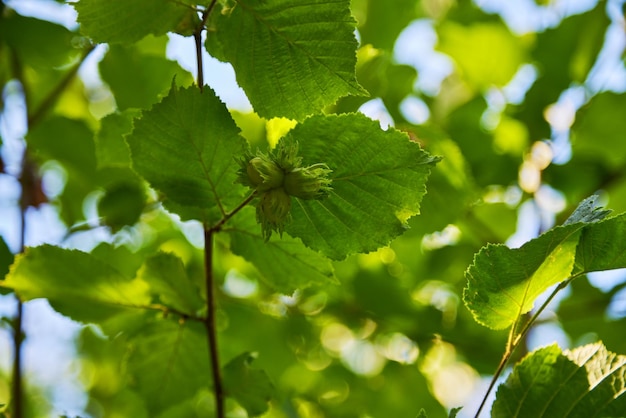 Foto folhagem verde de árvores closeup fundo natural