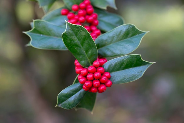 Folhagem verde de azevinho com bagas vermelhas ilex aquifolium azevinho de natal ou galhos verdes folhas verdes