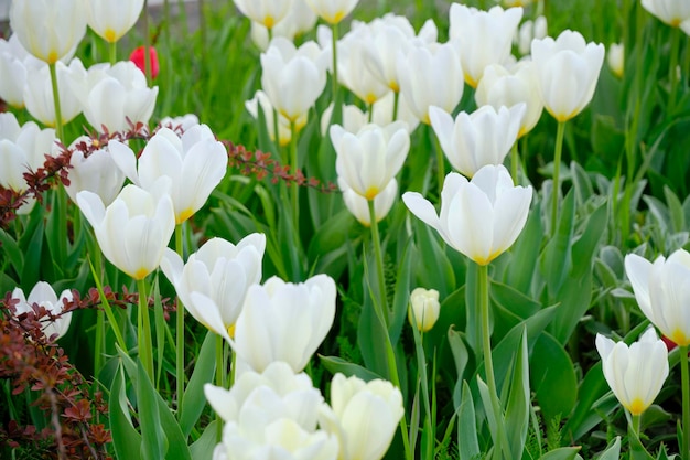 Folhagem verde de fundo de tulipas brancas