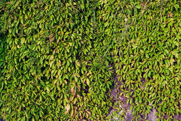 Folhagem verde densa em uma parede como pano de fundo