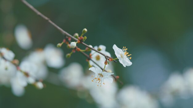 Foto folhagem verde do jardim de primavera em fundo planta com flores da família rosaceae