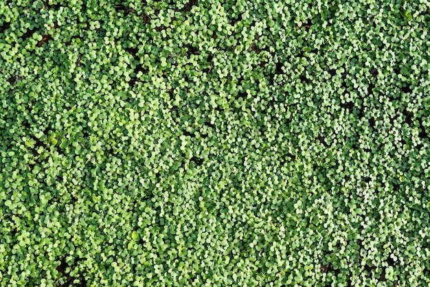 Folhagem verde dos rebentos de fundo de mostarda