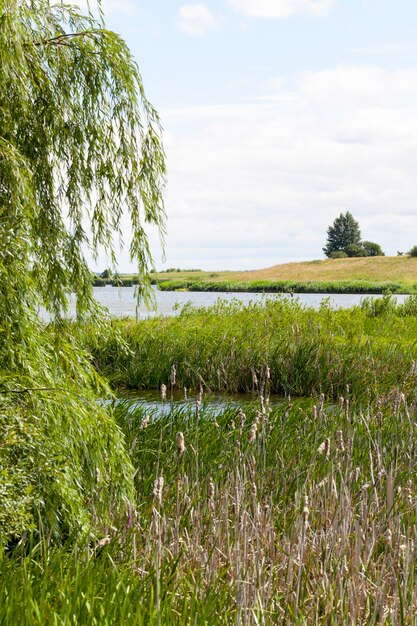 Folhagem verde em plantas que crescem perto de um pequeno lago ou lago