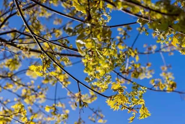 folhagem verde em uma árvore de bordo na primavera floresce lindas folhas verdes em árvores de bordo na Primavera