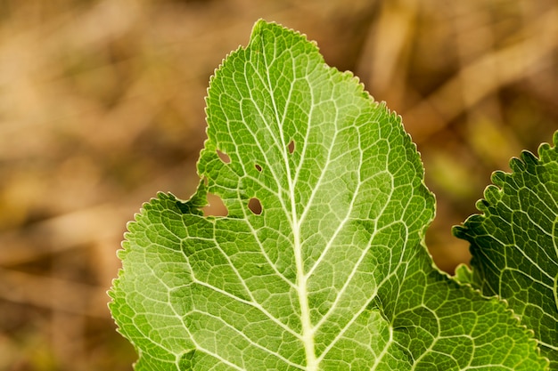 Folhagem verde, folhas jovens de raiz forte no verão. fotografado de perto em um campo de fazenda