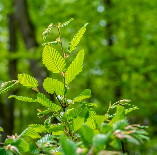 folhagem verde fresca e savia