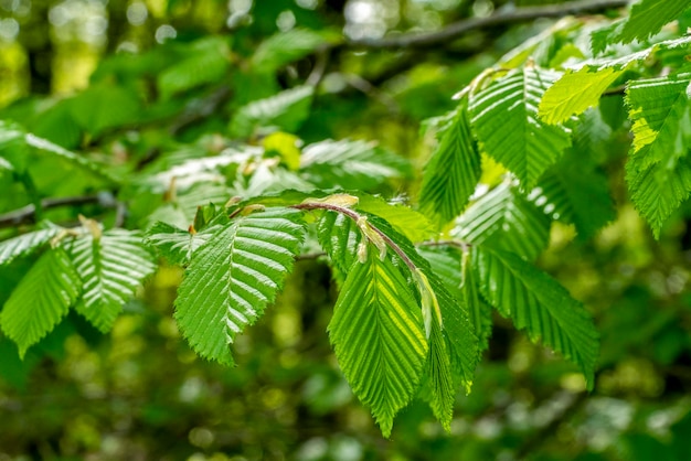 folhagem verde fresca e savia