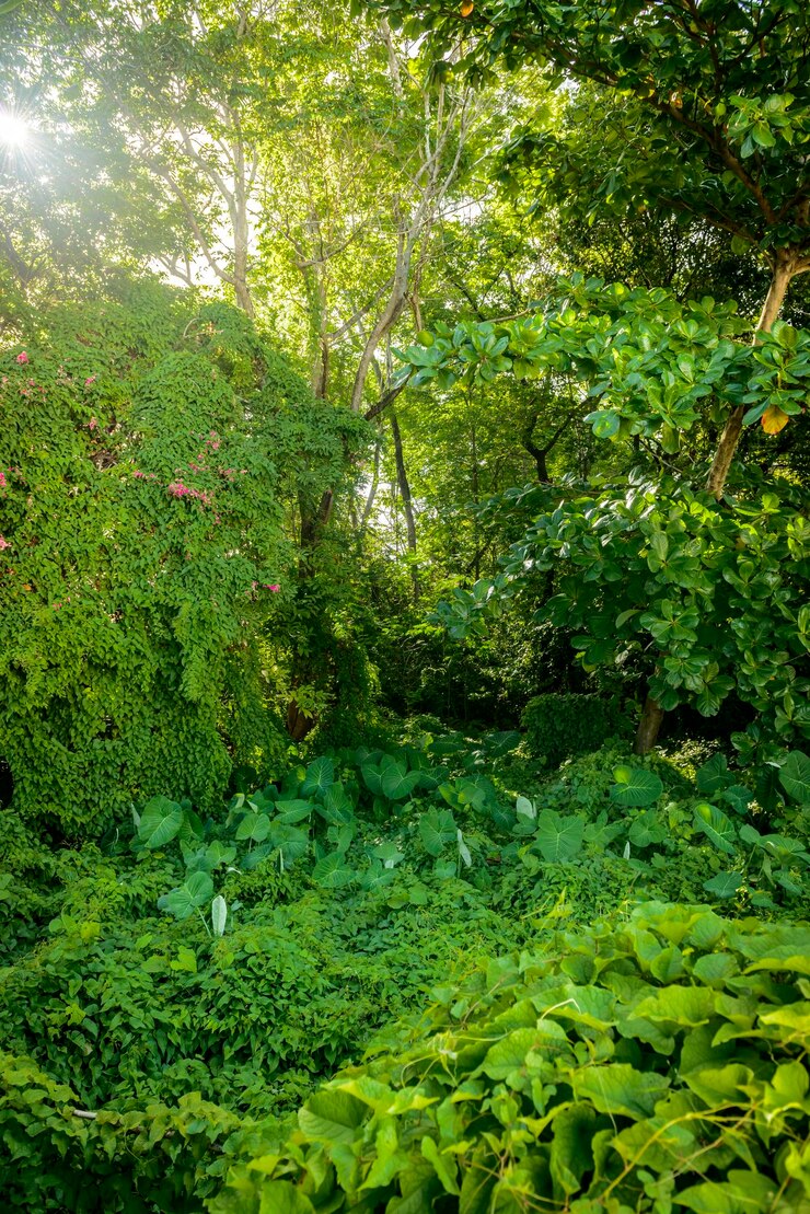 Foto folhagem verde na mata atlântica joão pessoa paraíba brasil