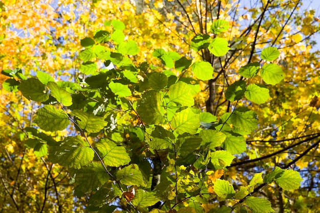 Foto folhagem verde nas árvores no outono