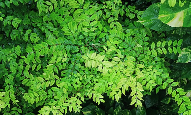 Folhagem verde viva com gotas de água após a chuva