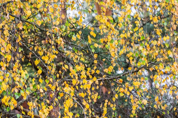 Folhas amarelas brilhantes em fundo de outono de ramos de bétula