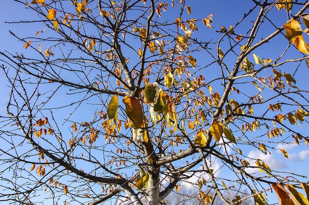 Folhas amarelas brilhantes em galhos de árvores no fundo do céu azul na floresta de outono.