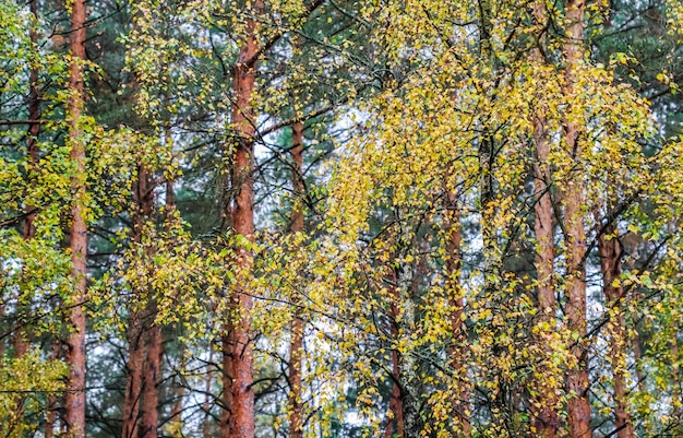 Folhas amarelas brilhantes em galhos de bétula no fundo da floresta de outono