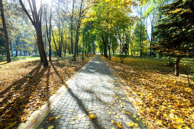 Folhas amarelas caídas na passagem para pedestres no parque