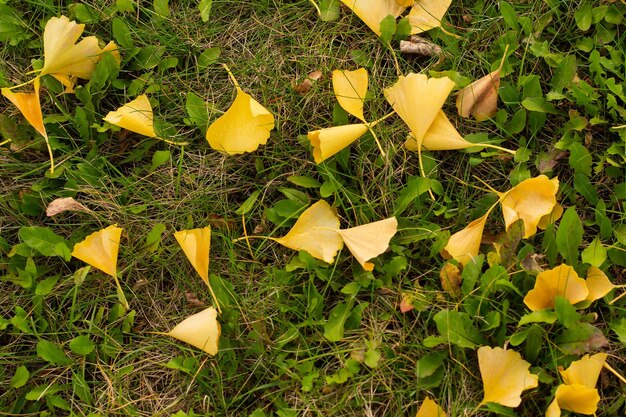 Folhas amarelas da árvore gingobiloba na grama no outono