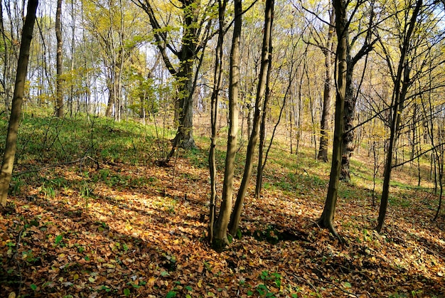 Folhas amarelas da natureza do outono