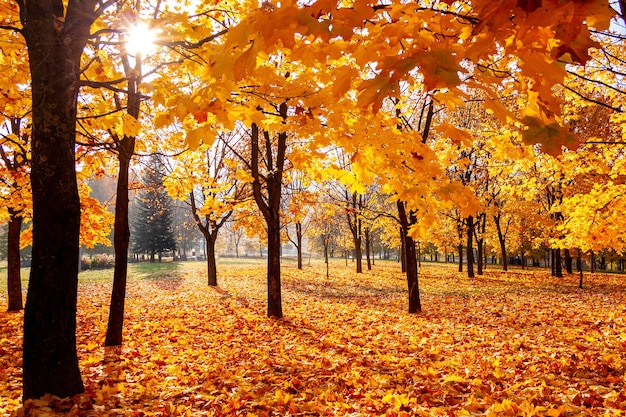 Folhas amarelas de bordo no parque permeadas de luz solar estão no chão A altura do dia ensolarado de outono dourado