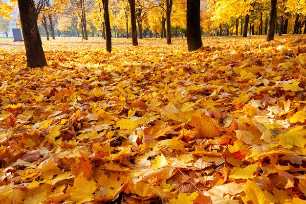 Folhas amarelas de bordo permeadas pela luz do sol jazem no chão A altura do outono dourado