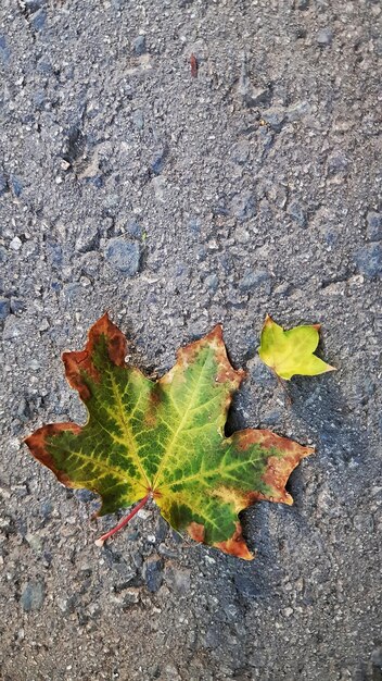 Foto folhas amarelas de outono caídas no asfalto fundo natural de outono