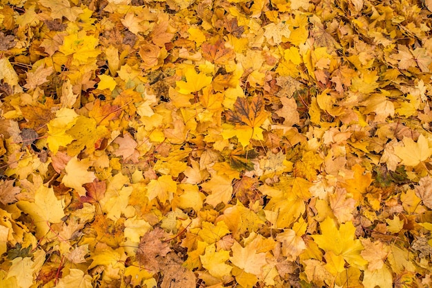 Folhas amarelas de outono caindo no chão em um dia quente de outono Fundo de outono