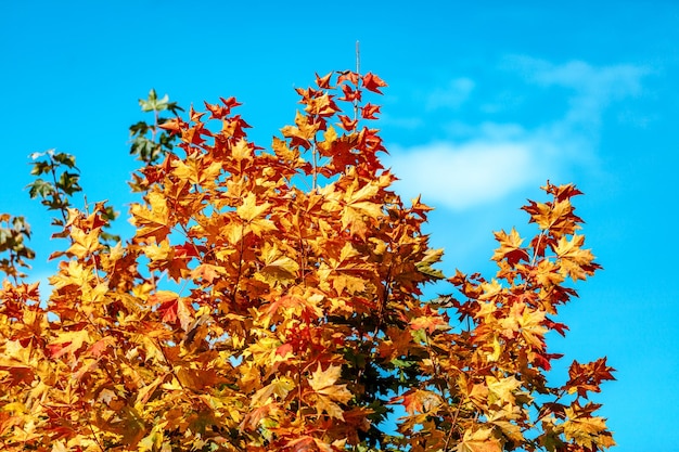 Folhas amarelas de outono contra o céu azul