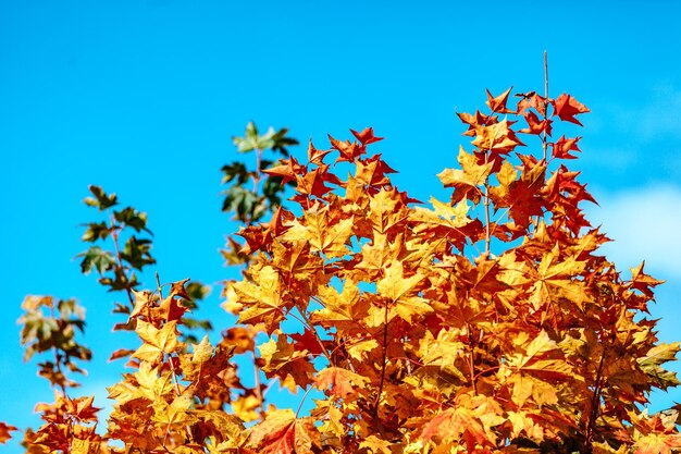 Folhas amarelas de outono contra o céu azul
