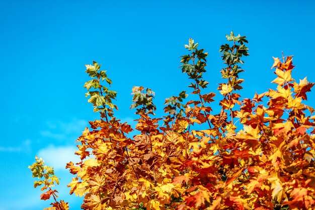 Folhas amarelas de outono contra o céu azul