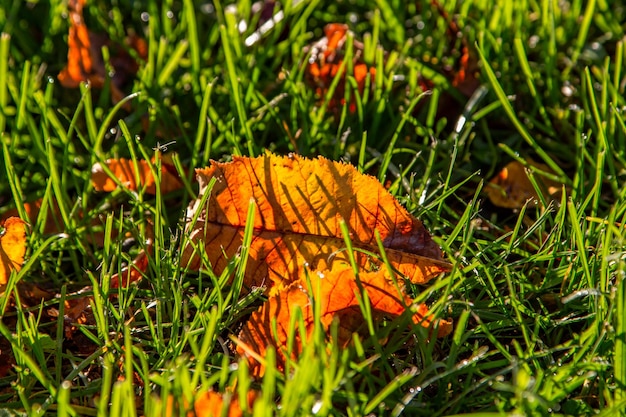 Folhas amarelas de outono de fundo de outono estão na grama verde nos raios do sol da manhã