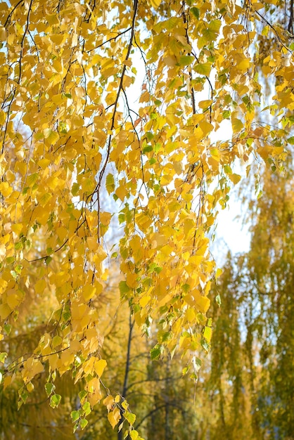 Folhas amarelas de outono de uma bétula fecham-se em dias de sol