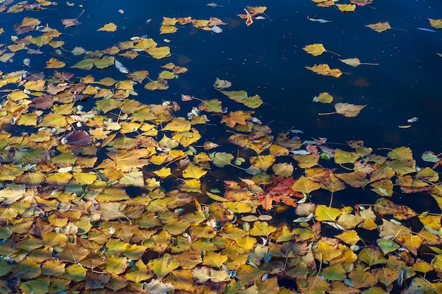 Folhas amarelas de outono flutuam na superfície da água Lago liso em um dia ensolarado
