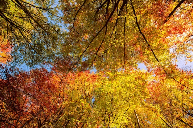 Folhas amarelas de outono laranja sobre fundo de céu azul. Conceito de outono dourado. Dia de sol, tempo quente