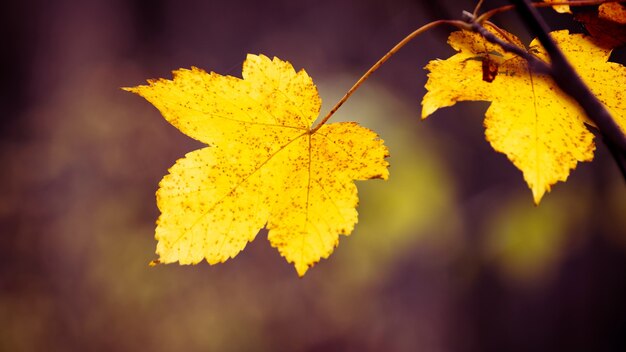 Folhas amarelas de outono na floresta em um fundo desfocado