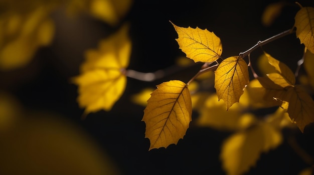 Folhas amarelas do outono em um fundo escuro