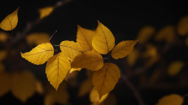 Folhas amarelas do outono em um fundo escuro