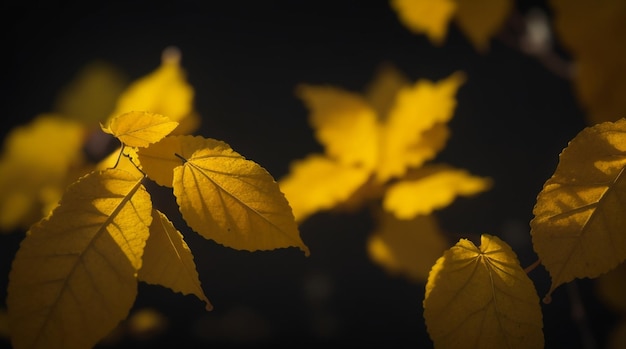 Folhas amarelas do outono em um fundo escuro