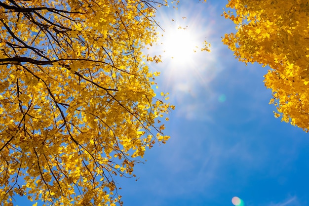 Folhas amarelas douradas do outono com céu azul claro ao fundo