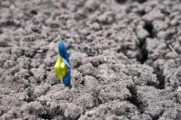 Foto folhas amarelas e azuis crescem do chão do solo negro ucraniano o povo pacífico ucraniano sempre será amigável e econômico símbolo da liberdade