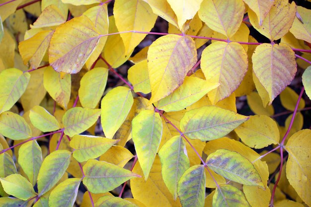 Foto folhas amarelas e laranjas de outono de perto um belo fundo