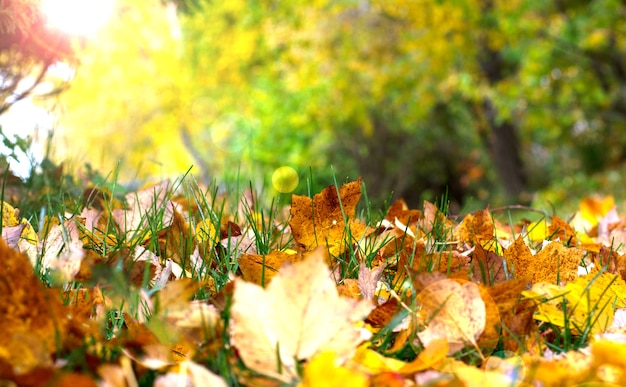 Folhas amarelas e marrons de outono no chão, outono ensolarado fundo desfocado