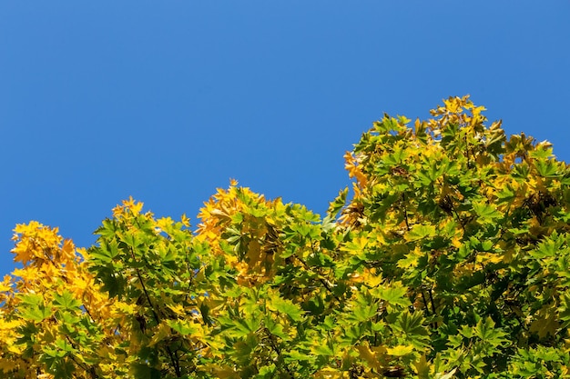 Folhas amarelas e verdes da árvore de bordo outonal sem adornos no fundo do céu azul claro