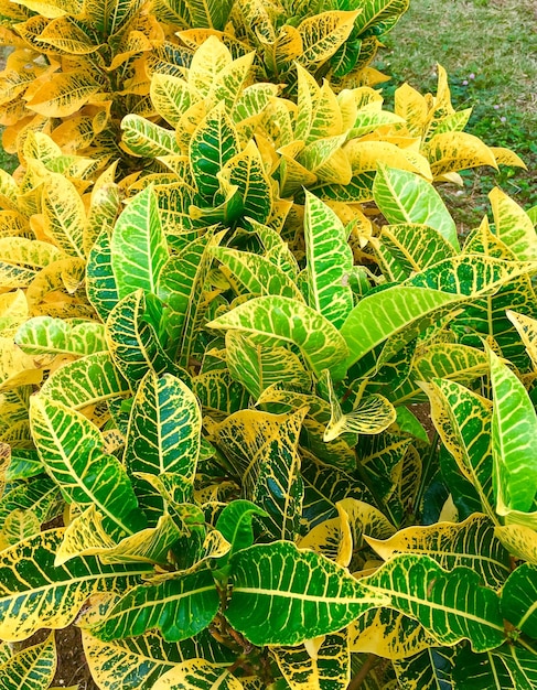 Folhas amarelas e verdes de croton no México