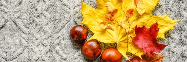 Folhas amarelas e vermelhas de outono de bordo e cereja e três castanhas estão localizadas no fundo de um aconchegante suéter cinza de malha ou xadrez com um padrão de rabo de cavalo. conceito de queda. bandeira