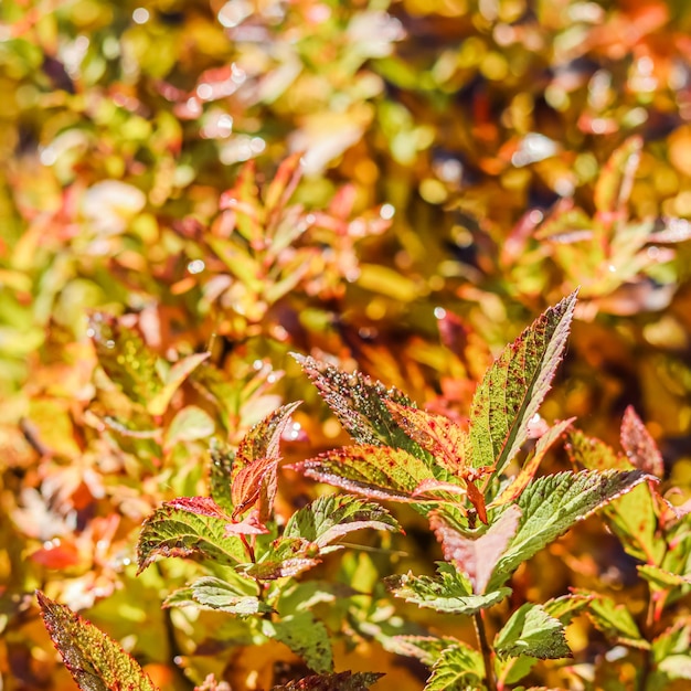 Folhas amarelas e vermelhas de Spiraea no jardim de outono Fundo natural desfocado