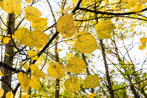Folhas amarelas em galho na floresta em dia de outubro