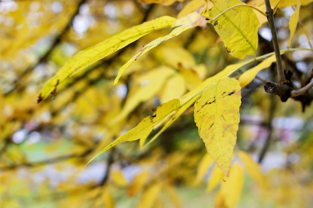 Folhas amarelas em um galho de árvore fechado