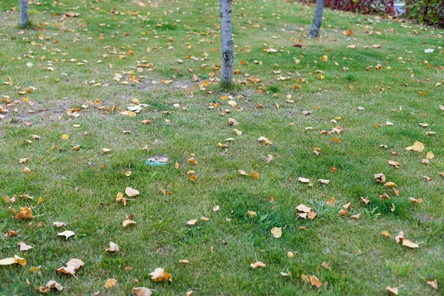 Folhas amarelas na grama verde