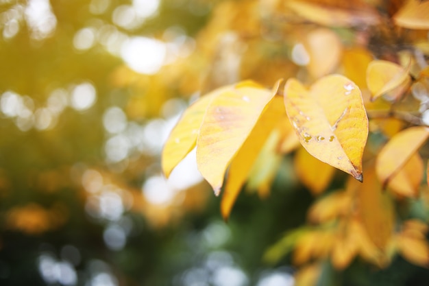 Folhas amarelas na luz solar