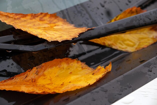 Foto folhas amarelas no para-brisa do carro