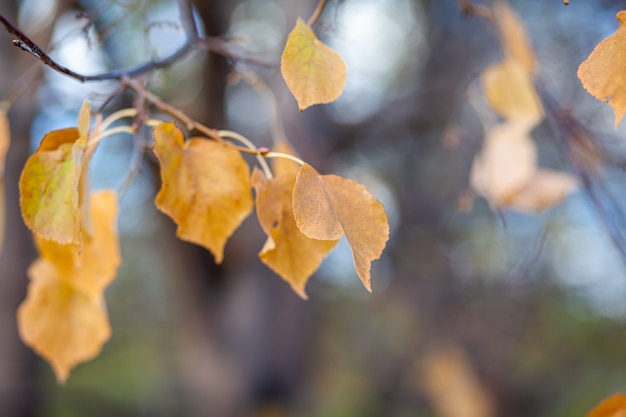 Folhas amarelas ou secas em galhos de árvores nas folhas de outono da tília de vidoeiro
