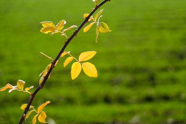 folhas amarelas sobre fundo verde